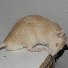 Tamrotte Tics *R.I.P.*