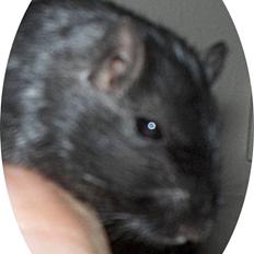 Ørkenrotte Mille *RIP*