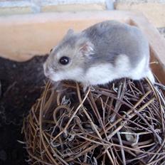 Dværghamster Prinsesse Daisy //† R.I.P