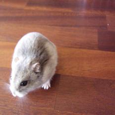Dværghamster Prinsesse Daisy //† R.I.P