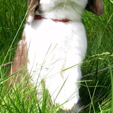 Kanin : Mr. Junior - rip /'; <3