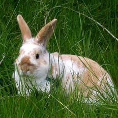 Kanin :  Tinets Pancake(L).