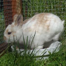 Kanin :  Tinets Pancake(L).