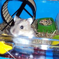 Dværghamster Gudrund. (solgt)
