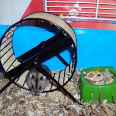 Dværghamster Gudrund. (solgt)