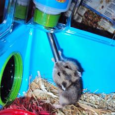 Dværghamster Gudrund. (solgt)