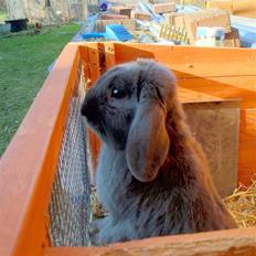 Kanin Conejo <3 GIVES VÆK