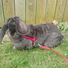 Kanin Whisper Gray