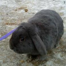 Kanin Conejo <3 GIVES VÆK