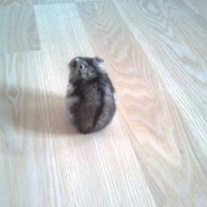 Dværghamster Tot<3