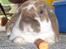Kanin : Mr. Junior - rip /'; <3 - han bliver træt efter en go omgang hopning :D