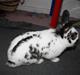 Kanin Holger .RIP.  <3