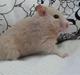 Hamster Lykke's Gnaske RIP 