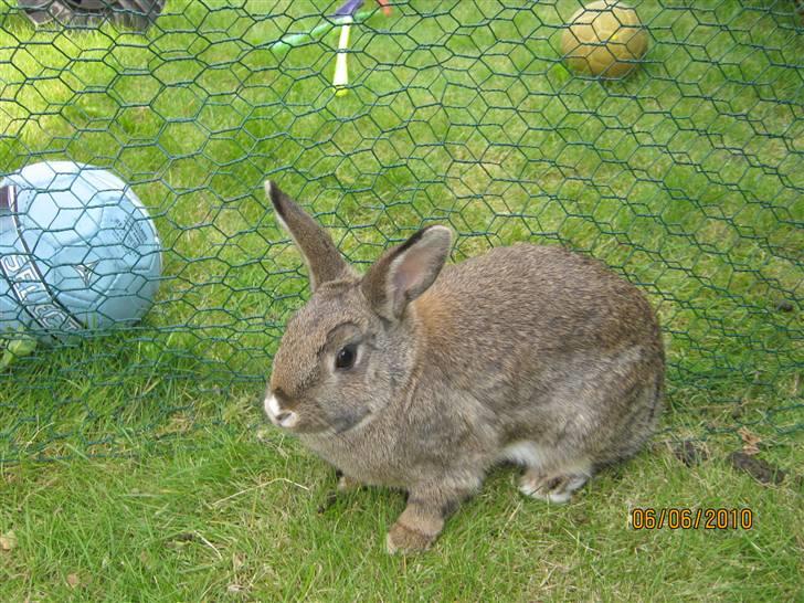 Kanin Snuske billede 1