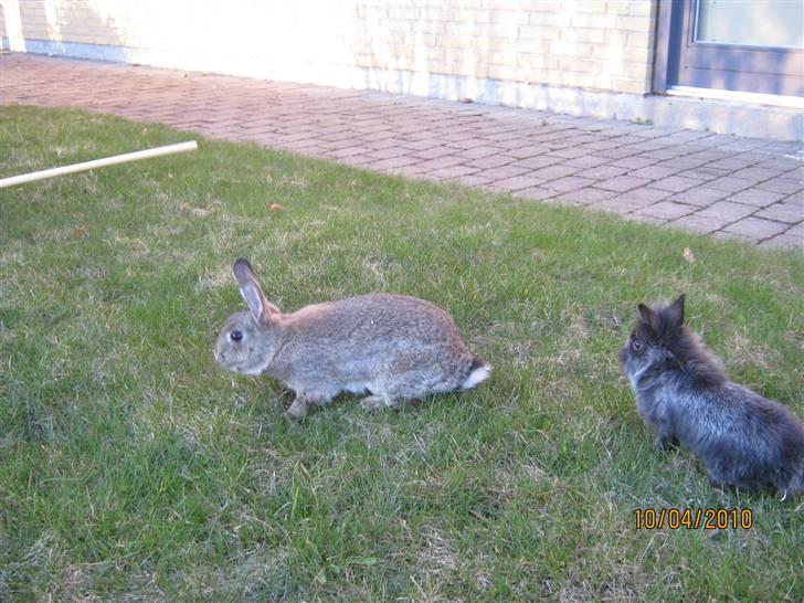 Kanin Snuske billede 2