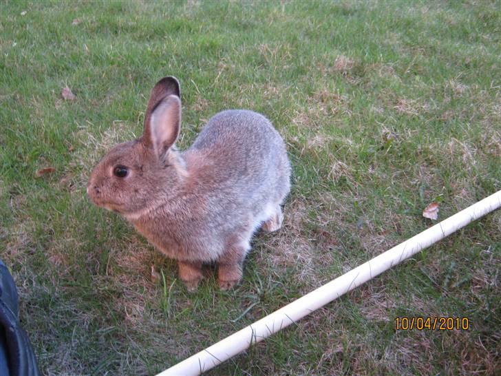 Kanin Snuske billede 3