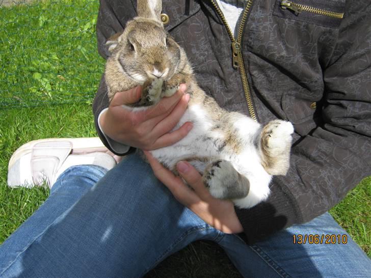 Kanin Snuske billede 4