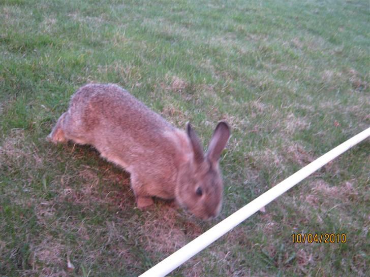 Kanin Snuske billede 5