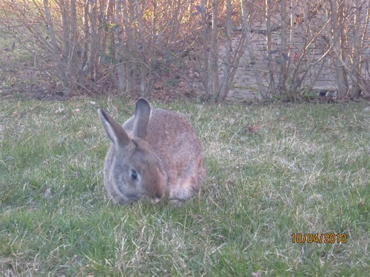 Kanin Snuske billede 6