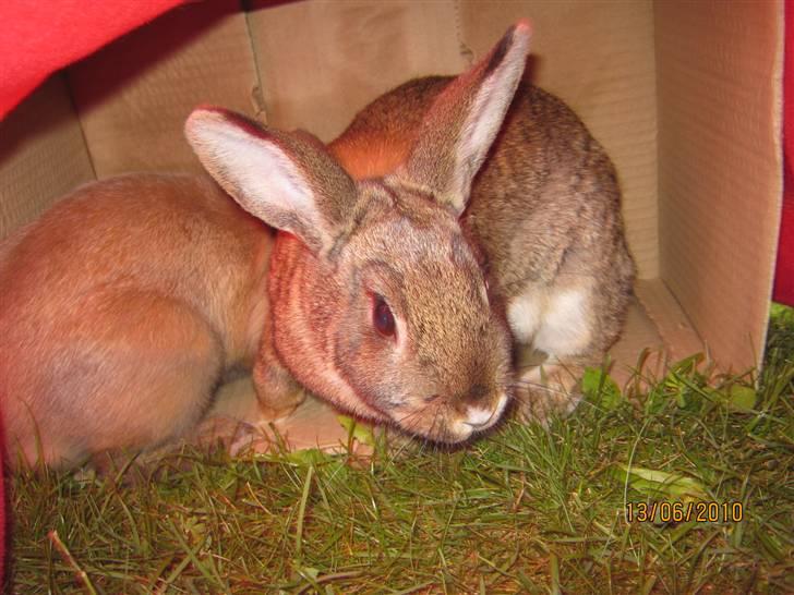 Kanin Snuske billede 7