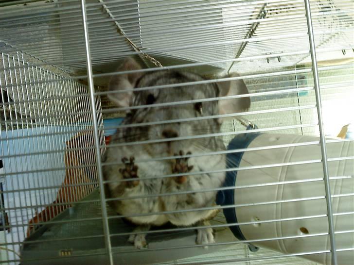 Chinchilla viola  billede 1