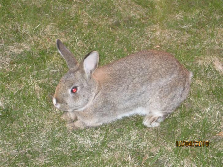 Kanin Snuske billede 8