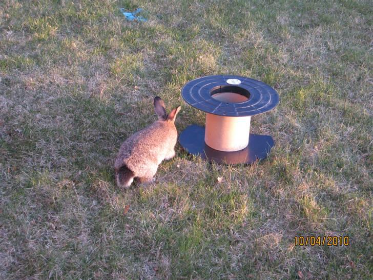 Kanin Snuske billede 9