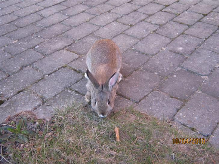 Kanin Snuske billede 10