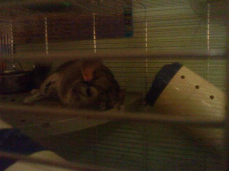 Chinchilla viola  billede 2