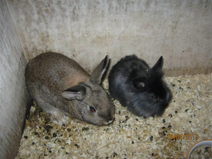 Kanin Snuske billede 11