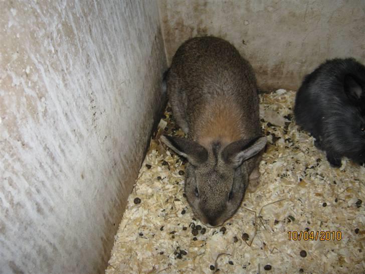 Kanin Snuske billede 12