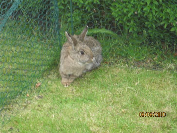 Kanin Snuske billede 13