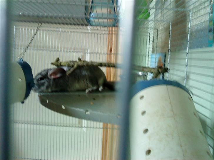 Chinchilla viola  billede 3