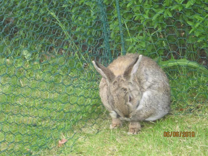 Kanin Snuske billede 14