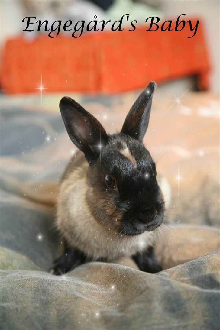 Kanin Engegårds Baby billede 1