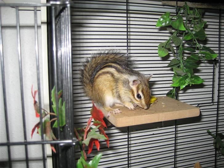 Jordegern Fister billede 1