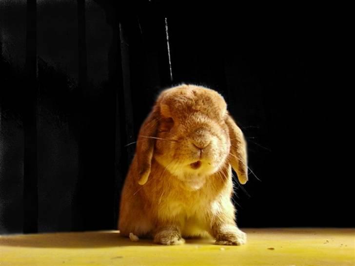 Kanin AM´s Snuske<3 Død d. 27-06.2010! - "Aahhhh, Har ejg noget mellem tænderne" billede 13