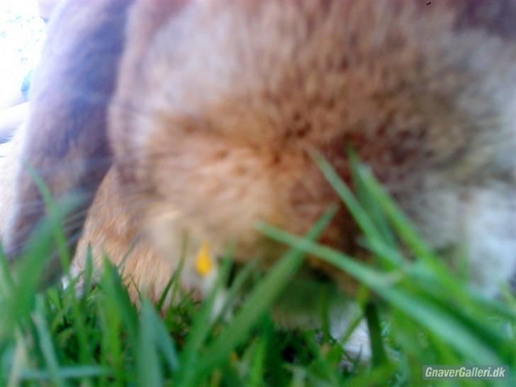 Kanin AM´s Snuske<3 Død d. 27-06.2010! - Til springtræning<3 billede 14