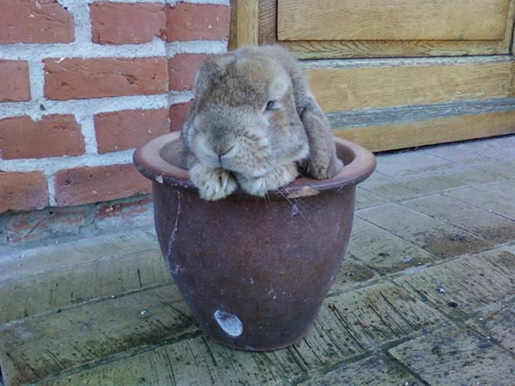 Kanin AM´s Snuske<3 Død d. 27-06.2010! - "Jeg ser ikke krokket ud på det har billede mor?" billede 15