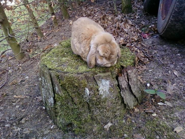 Kanin AM´s Snuske<3 Død d. 27-06.2010! - På tur i haven ö!!!xD billede 16