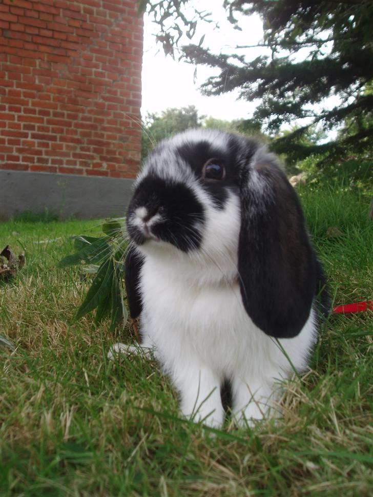 Kanin Plet <3 - smukke Plet <3 billede 1