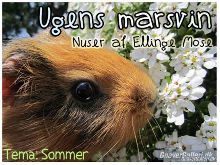 Marsvin Nuser RIP [Himmelgnaver] - Velkommen til Nuser af Ellinge Mose´s profil <3 Billede: "ugens gnaver" billede 1