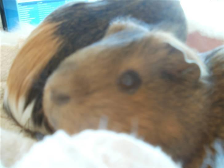 Marsvin fiebbe - fiebbe face billede 5