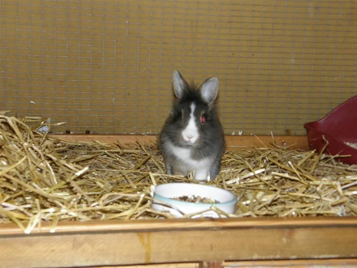 Kanin Sofus billede 4