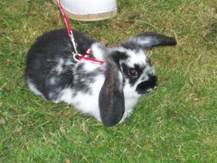 Kanin Plet <3 - frk.flapøre xD billede 2