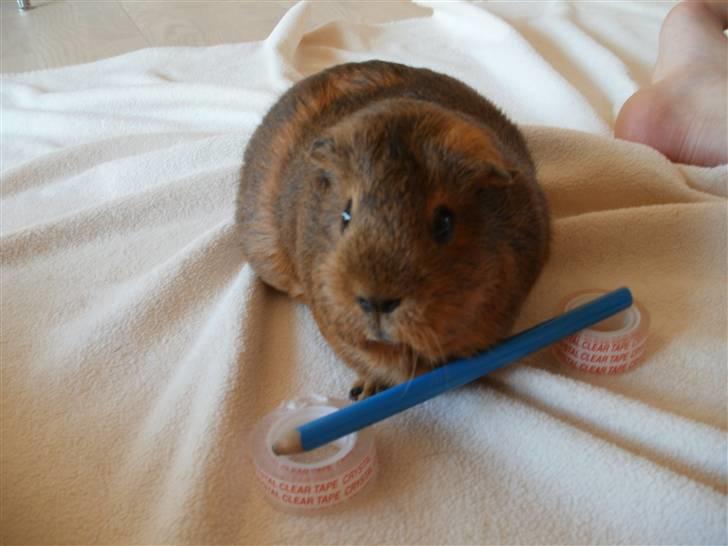 Marsvin fiebbe - fiebbe springer billede 6