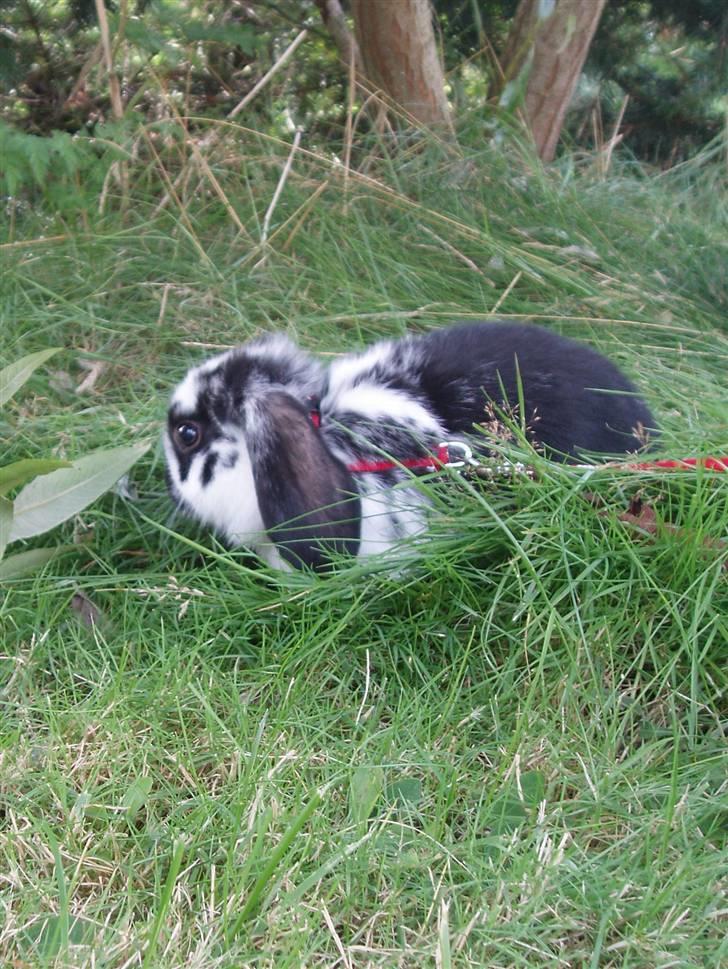 Kanin Plet <3 billede 3