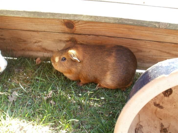Marsvin fiebbe - fiebbe udenfor i det gode vejer billede 7