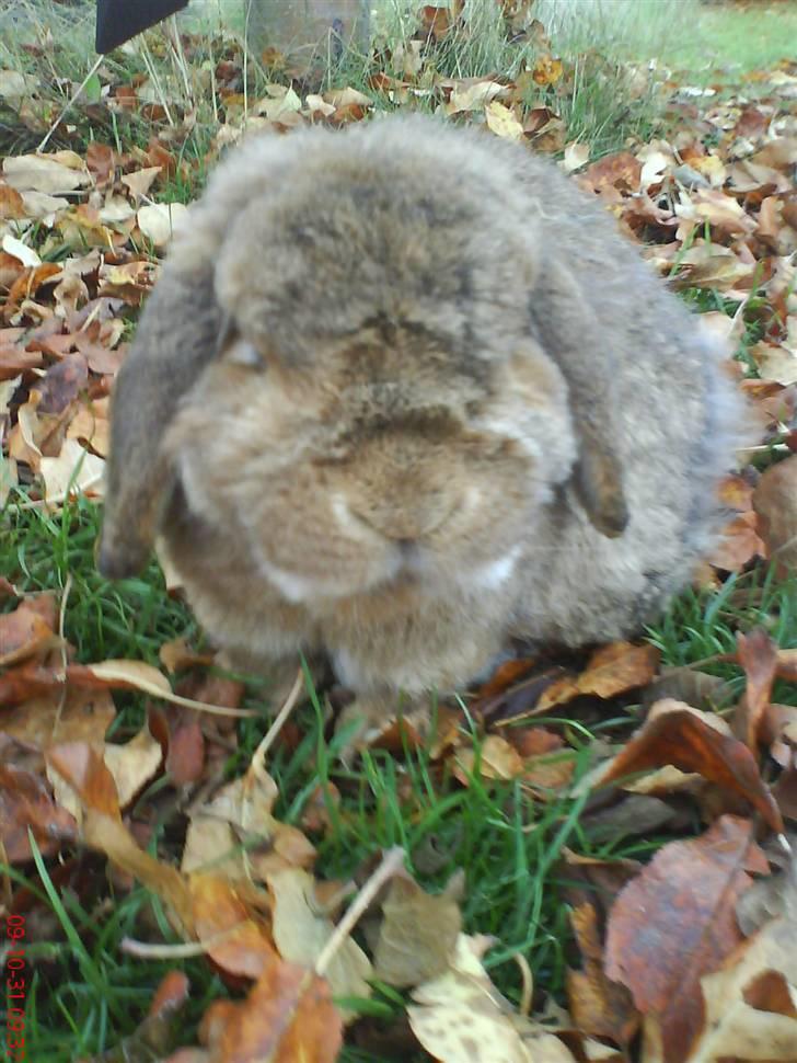 Kanin Holmens Nuogat <3 - Velkommen til Nuogat´s profil :D billede 1