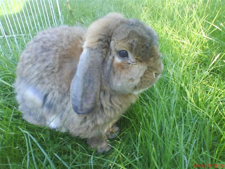 Kanin Holmens Nuogat <3 billede 2